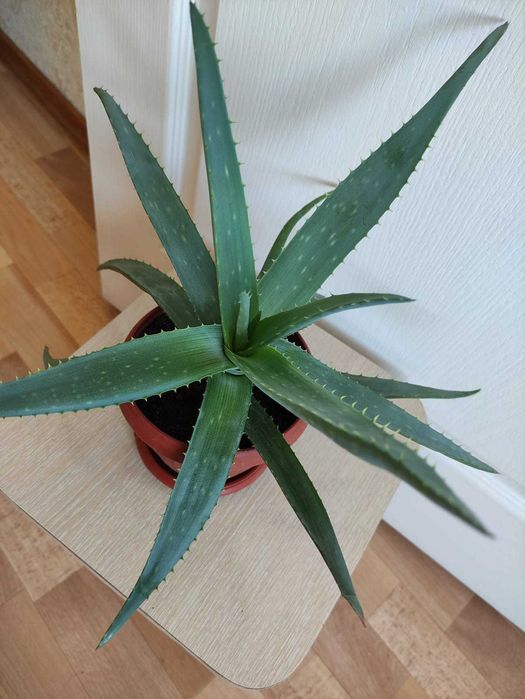 Алоэ лечебное 2000