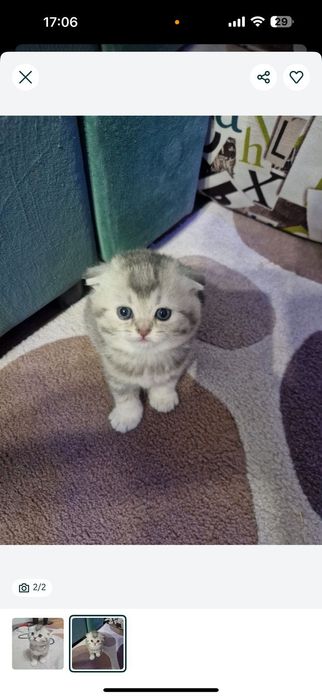 Продам шотландский котят