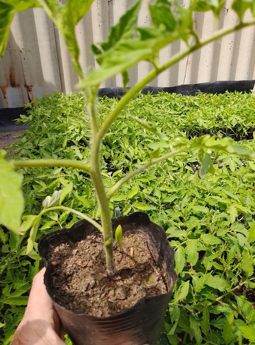 Рассада в стаканчиках