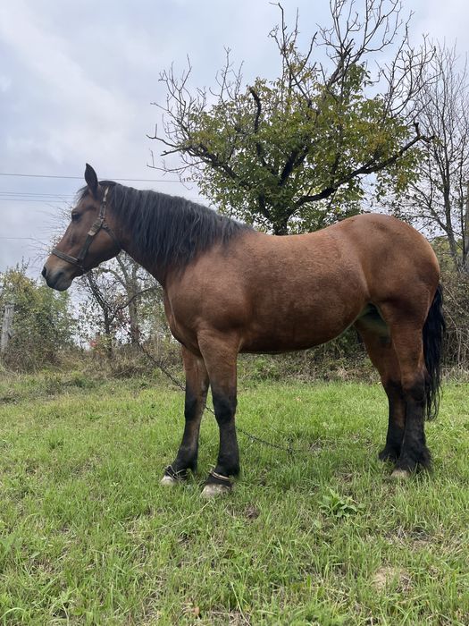 Vand doua iepe semi greu