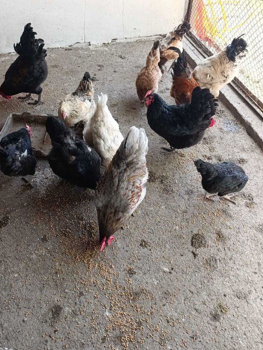 Петухи дворовые, австролорп