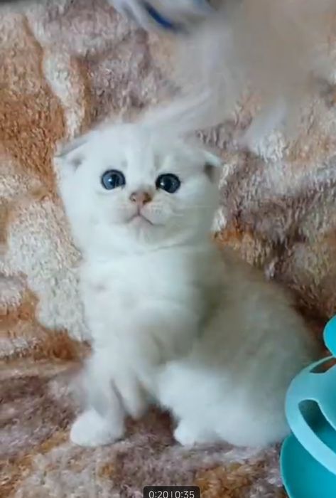 Продаются чистокровные шиншиллы