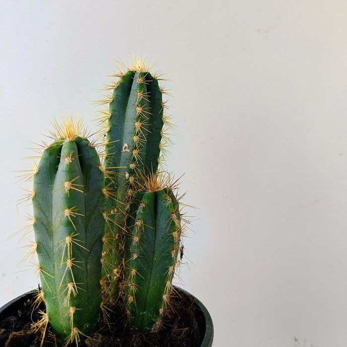 Саксия с кактуси "Син факел" (Pilosocereus pachycladus)