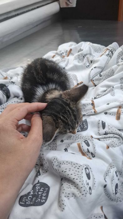 Котенок (девочка) даром