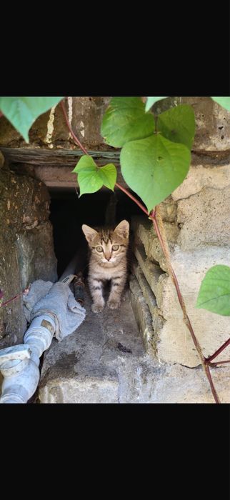 Отдадим котенка маленького