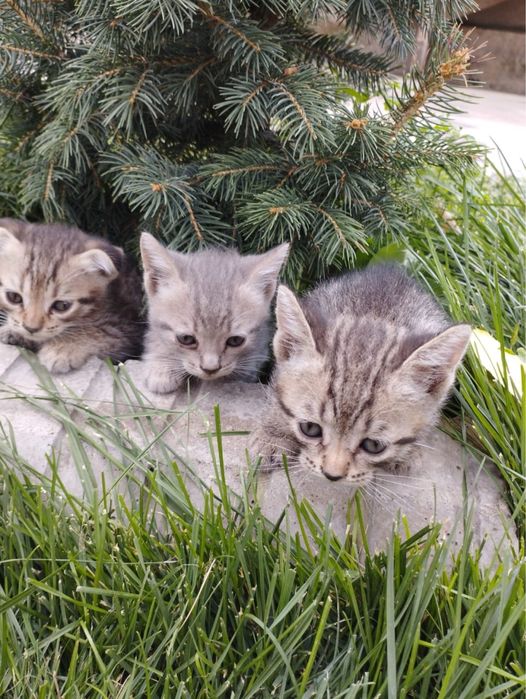 Котята в добрые руки полтора месяца