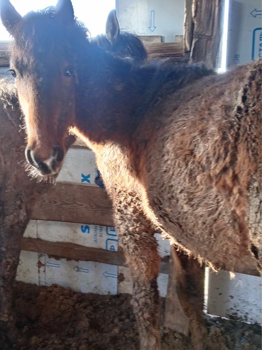 Тай Құнан сатылады