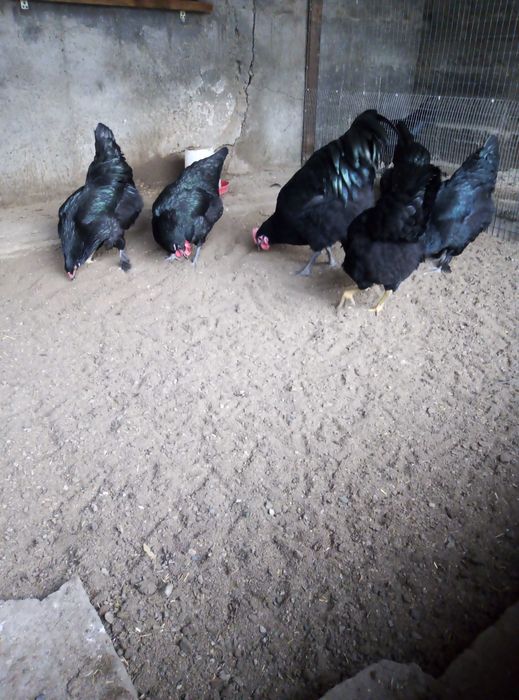 Уй тухум(Домашние яйца)