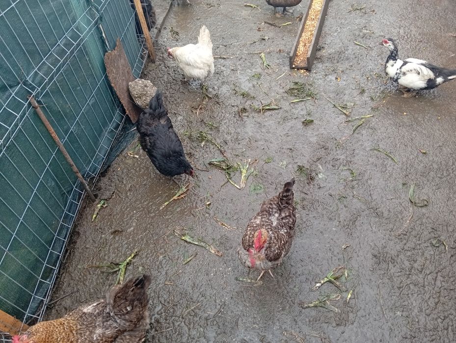 Vând găini romanesti tinere 1 an oua