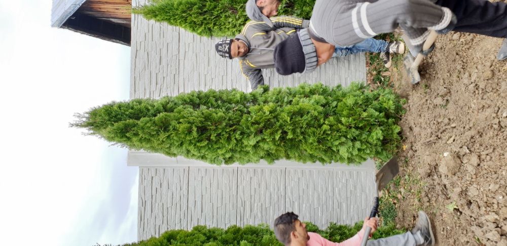 Vindem tuia smaragd de mai multe dimensiuni