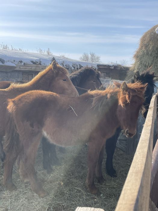 Ұргашы жабағы сатылады