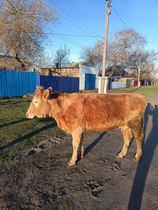 Продам или обмен