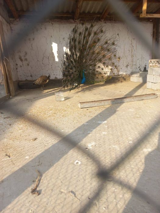 Павлины взрослые