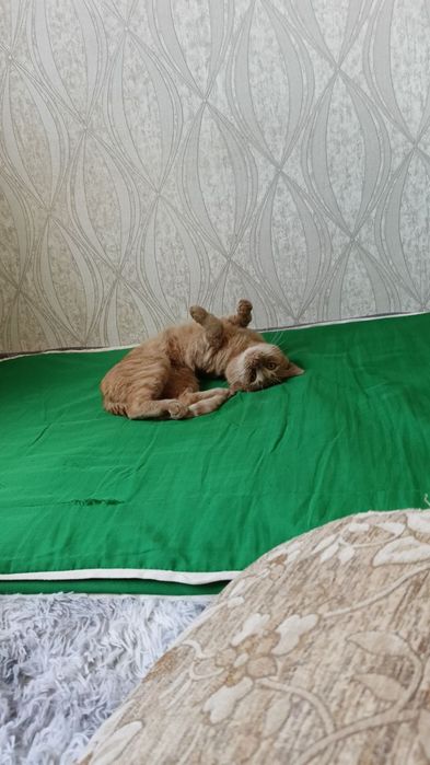Отдам кота в добрые руки