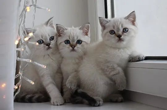 Британские котята