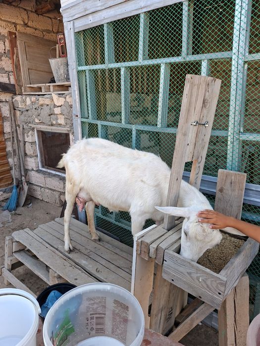 Занен салынды ешкі