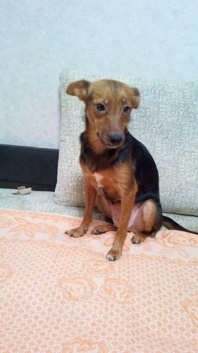 Щенки домашние 3месяца