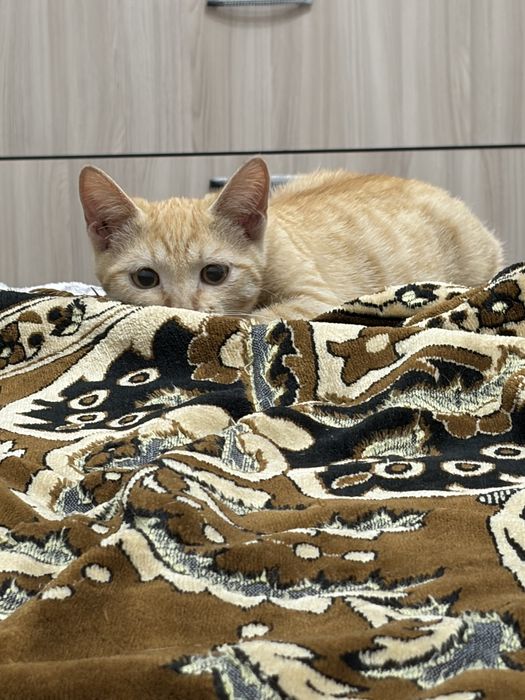 Отдам котика в добрые руки