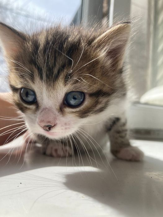 Котята. В добрые руки.