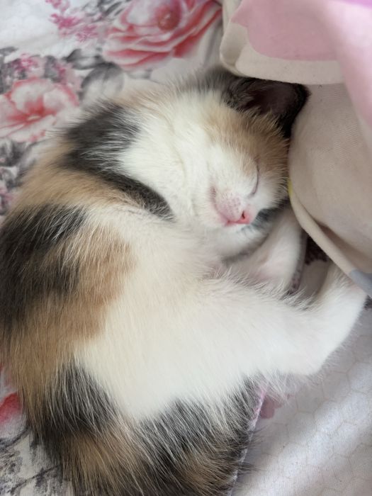 котята девочка и мальчик