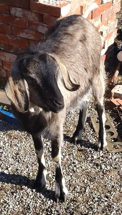 10 кози и 1 мъж запас