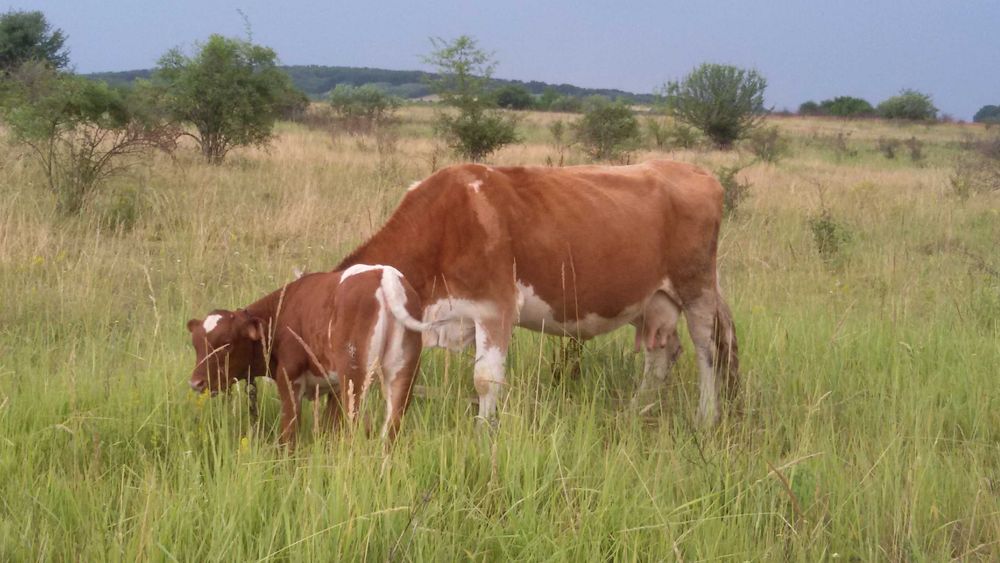 Vaca cu vitel de 1 luna jumate