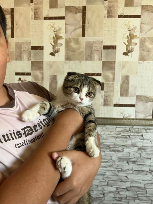 продам кошку ватсап жазамыз