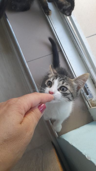 Добри котета от София