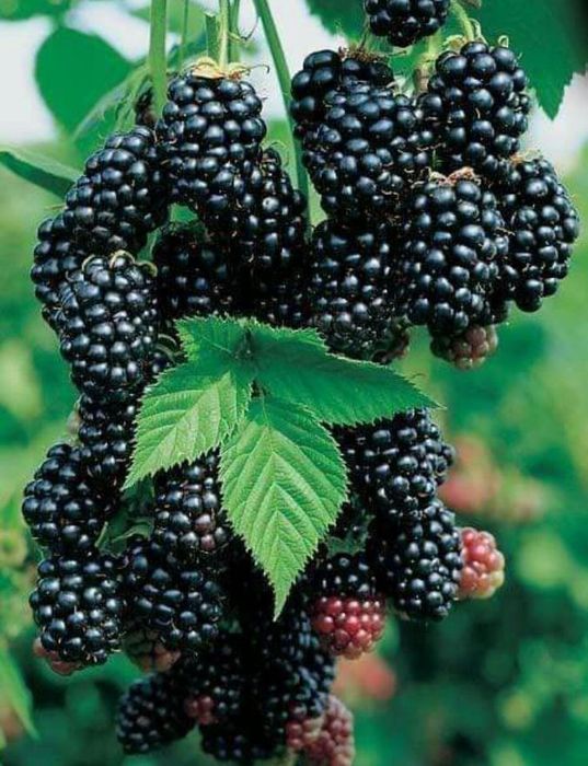 Arbuști Fructiferi (Mur De Cultura )