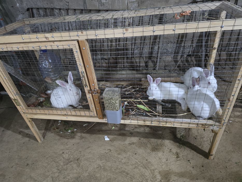 Quyonlar sotiladi. Куенлар бор хар хил. Кролики здоровые. Кролчата