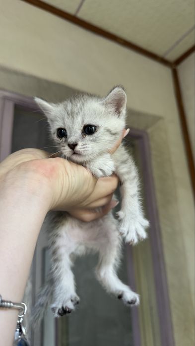 Очаровательные котята ищут любящий дом!