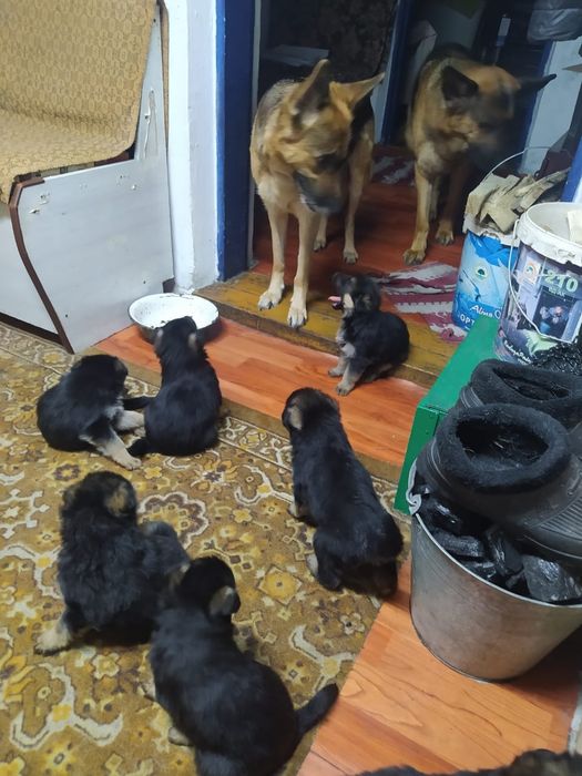 Продам щенков немецкой овчарки