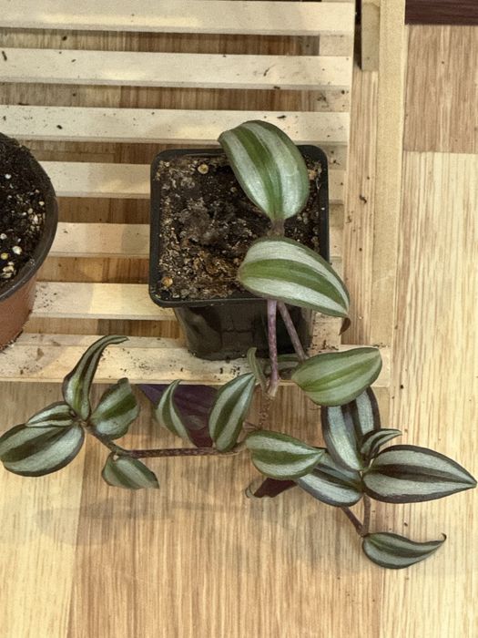 Наборы из 6 цветов