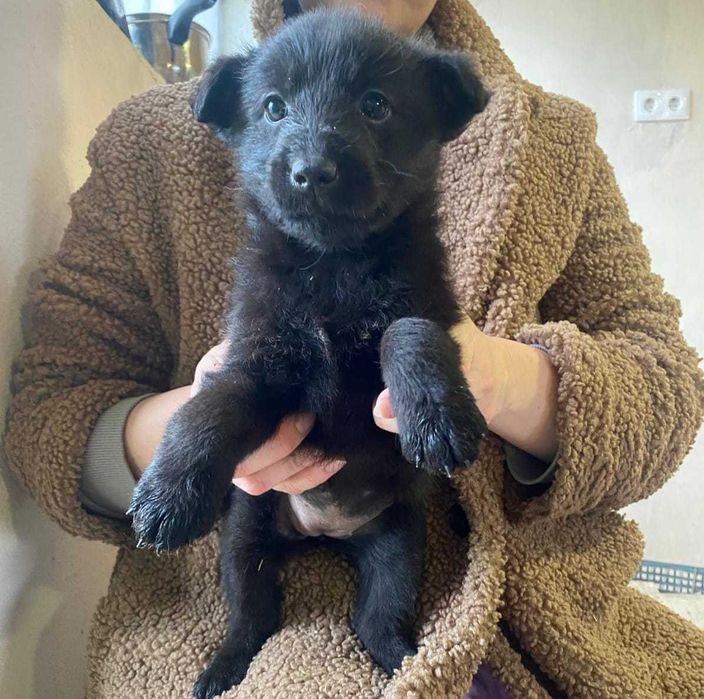 5 cateluse isi cauta familii