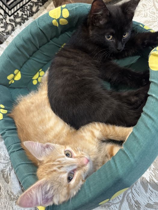 Срочно пристраиваются замурчательные котята.