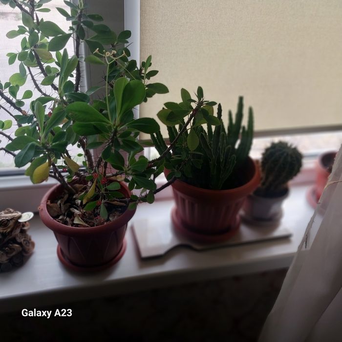 Комнатные цветы_кактусы