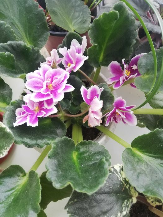 Продам красивые фиалки