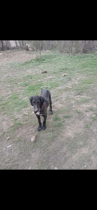 Тазы кушуктер сатлады