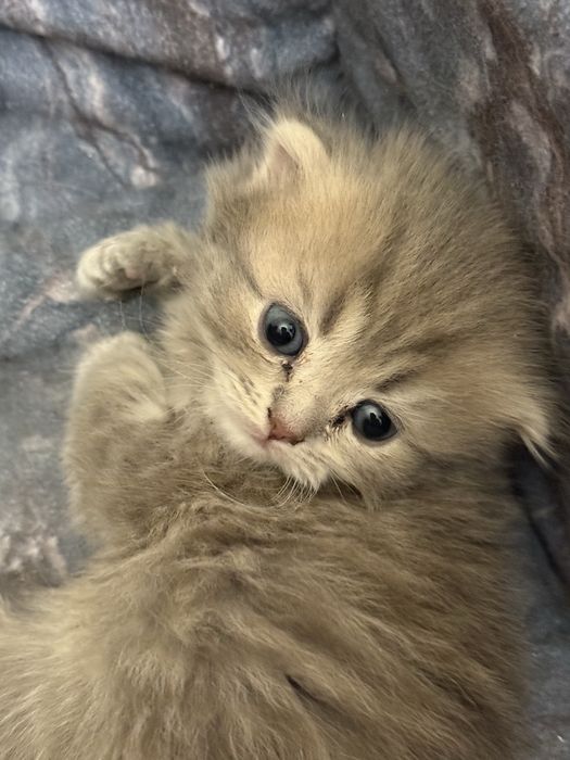 Котята вислоушки британцы