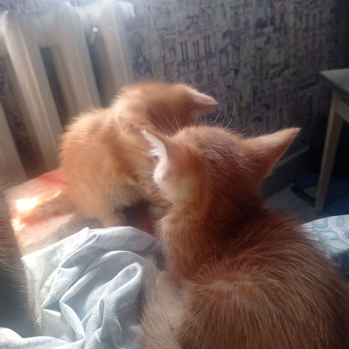 Отдам в хорошие руки