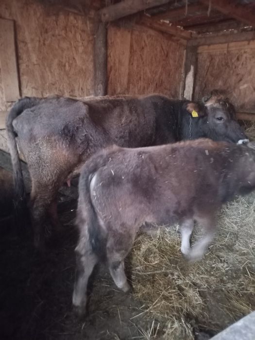 Vand vaci si o junca