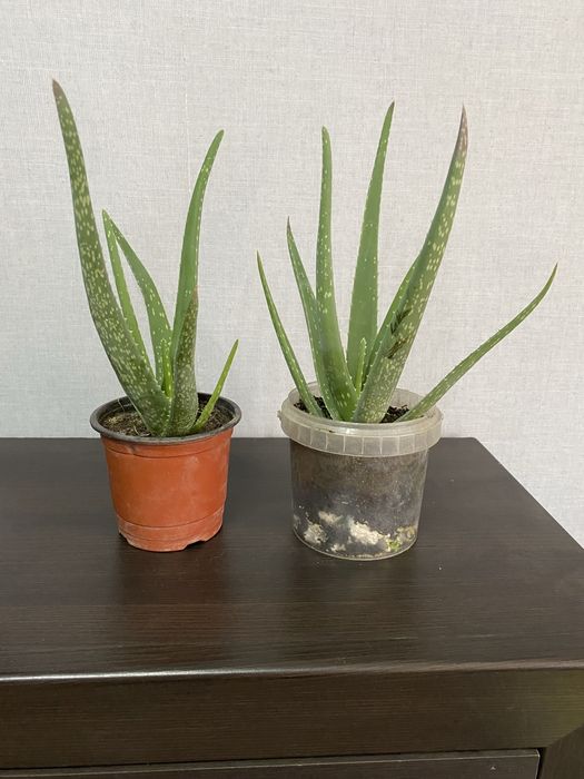 Алое в горшке