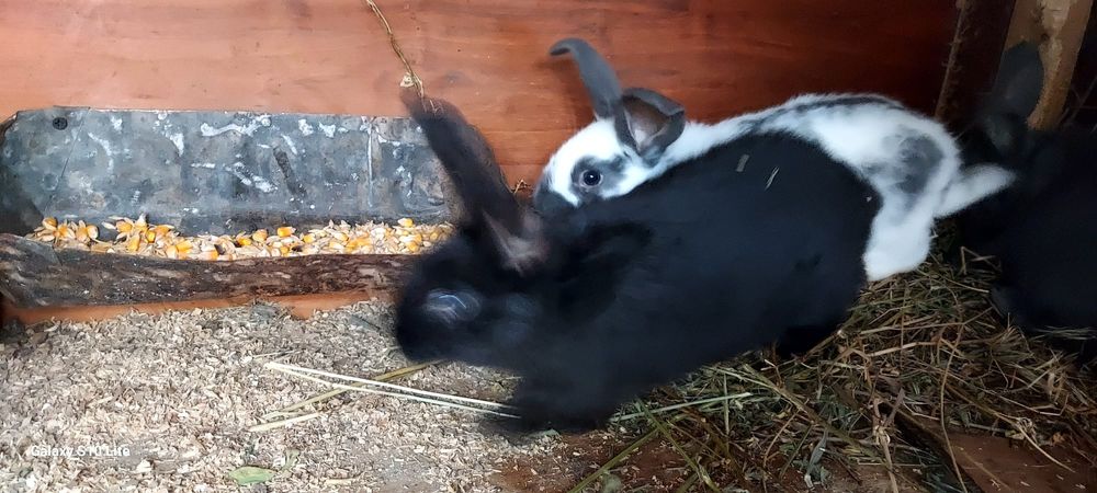 Vând iepurași fluture german