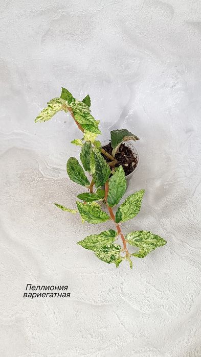 Пеллиония вариегатная