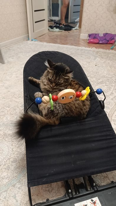 Отдаю кошек в добрые руки