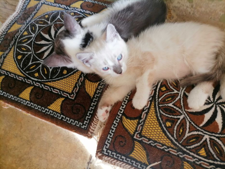 Котики сиамские, домашние.