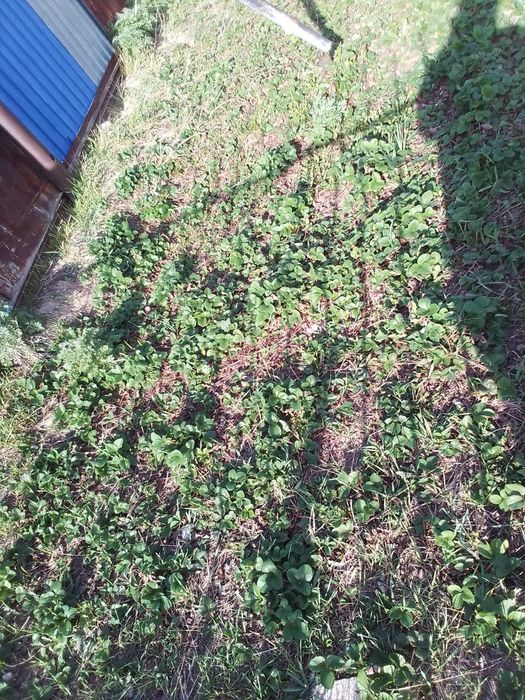 Продам клубника рассада