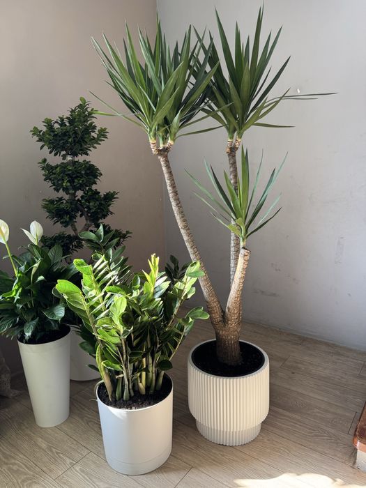 Юкка с горшком, долларовое дерево юкка фикус лирата