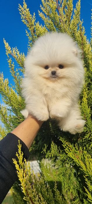 Померан померанче