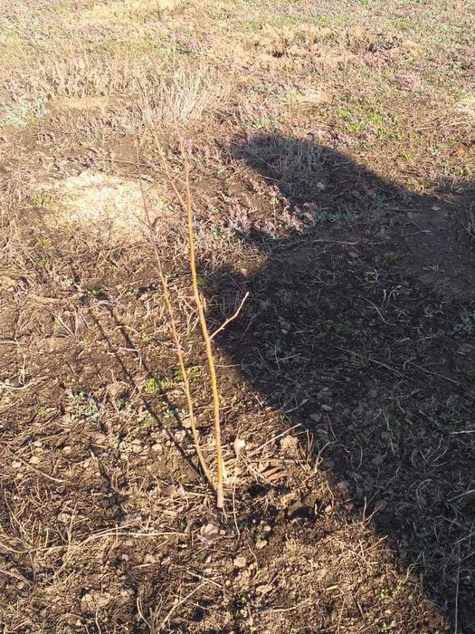 Саженцы - яблони.